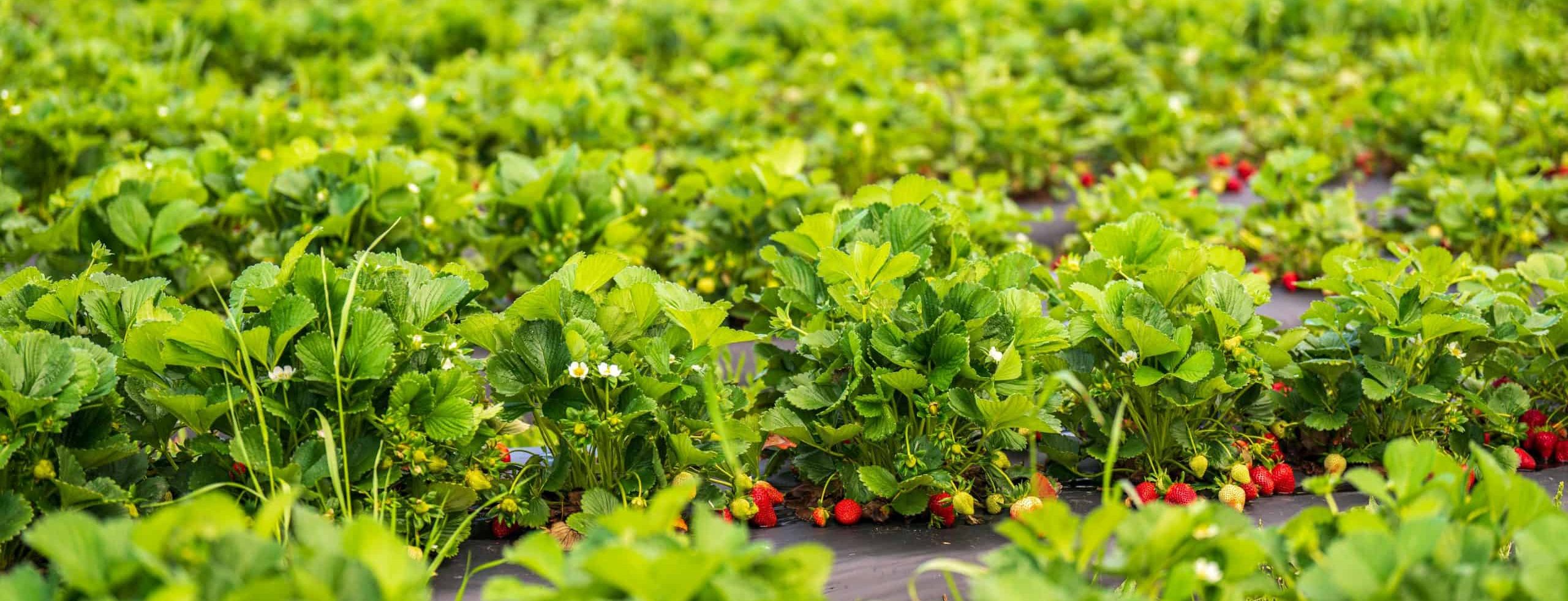 Ontario, Oakville, Toronto, Bronte strawberries, historical society, growing, produce,