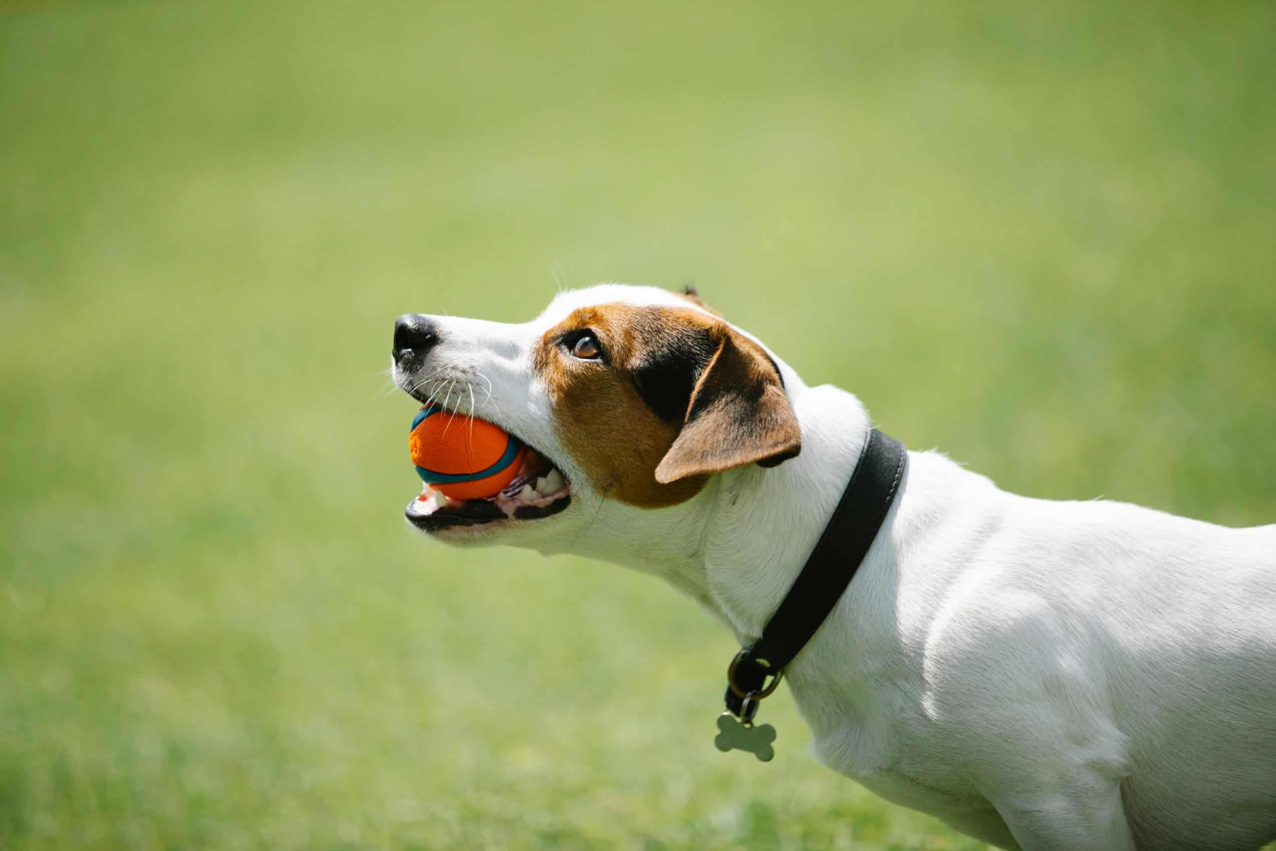 dog park closed Mississauga sewer
