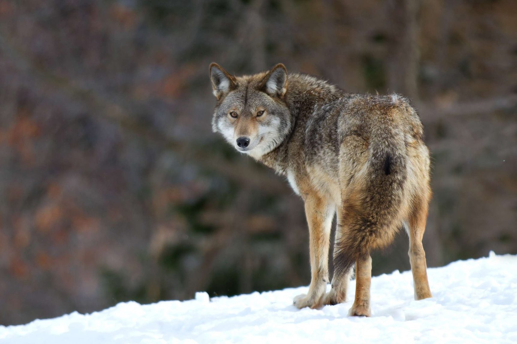 Urban coyote pups on the hunt for new dens this winter in Brampton