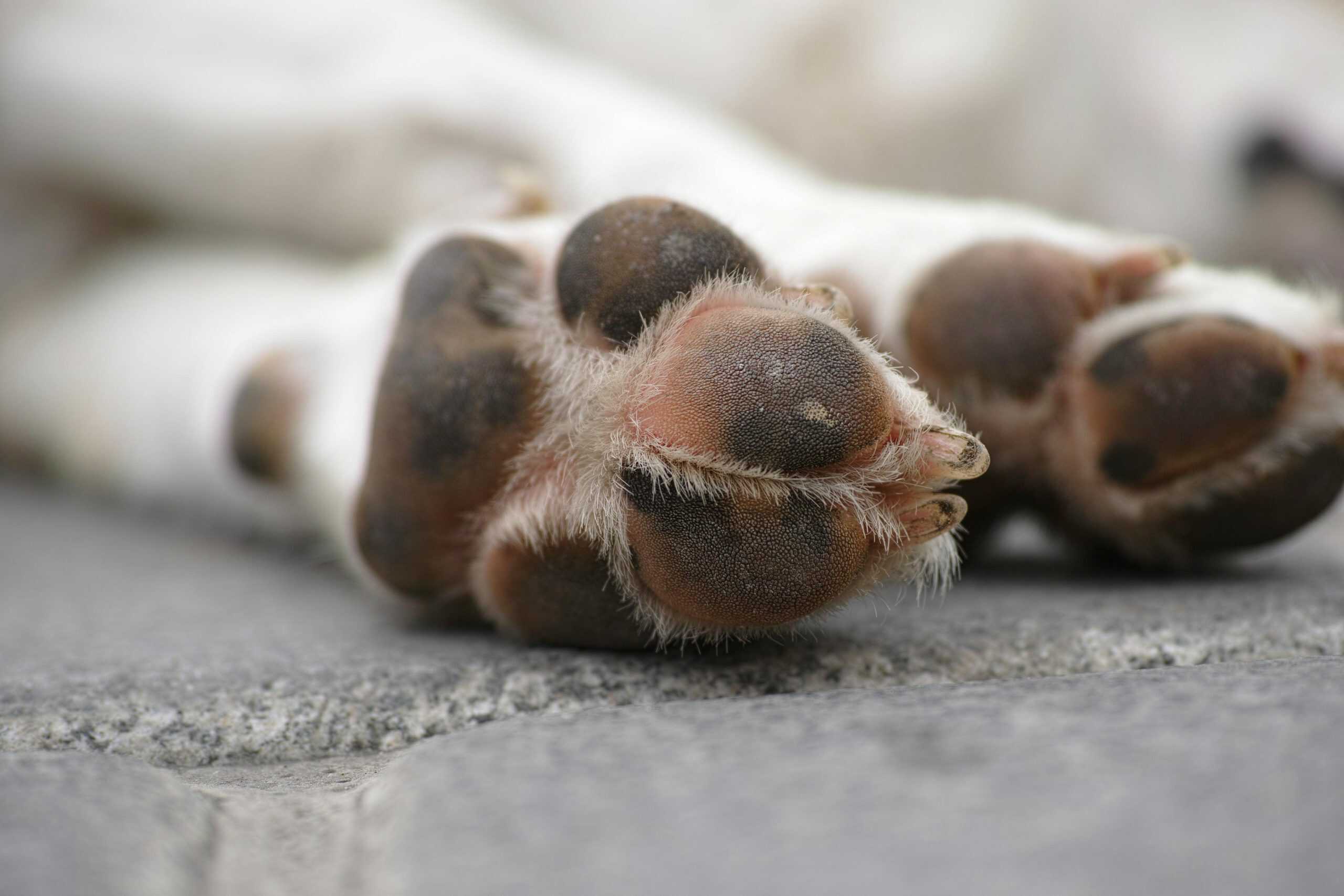 Dog abuse investigation leads to charges for Ontario man, police say