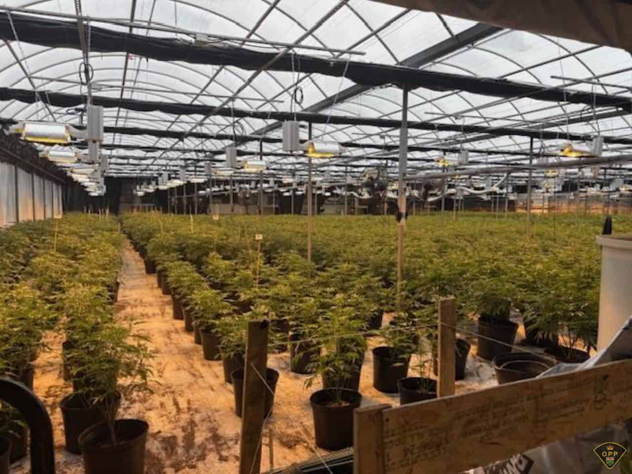 Mississauga men charged in $2M pot bust.