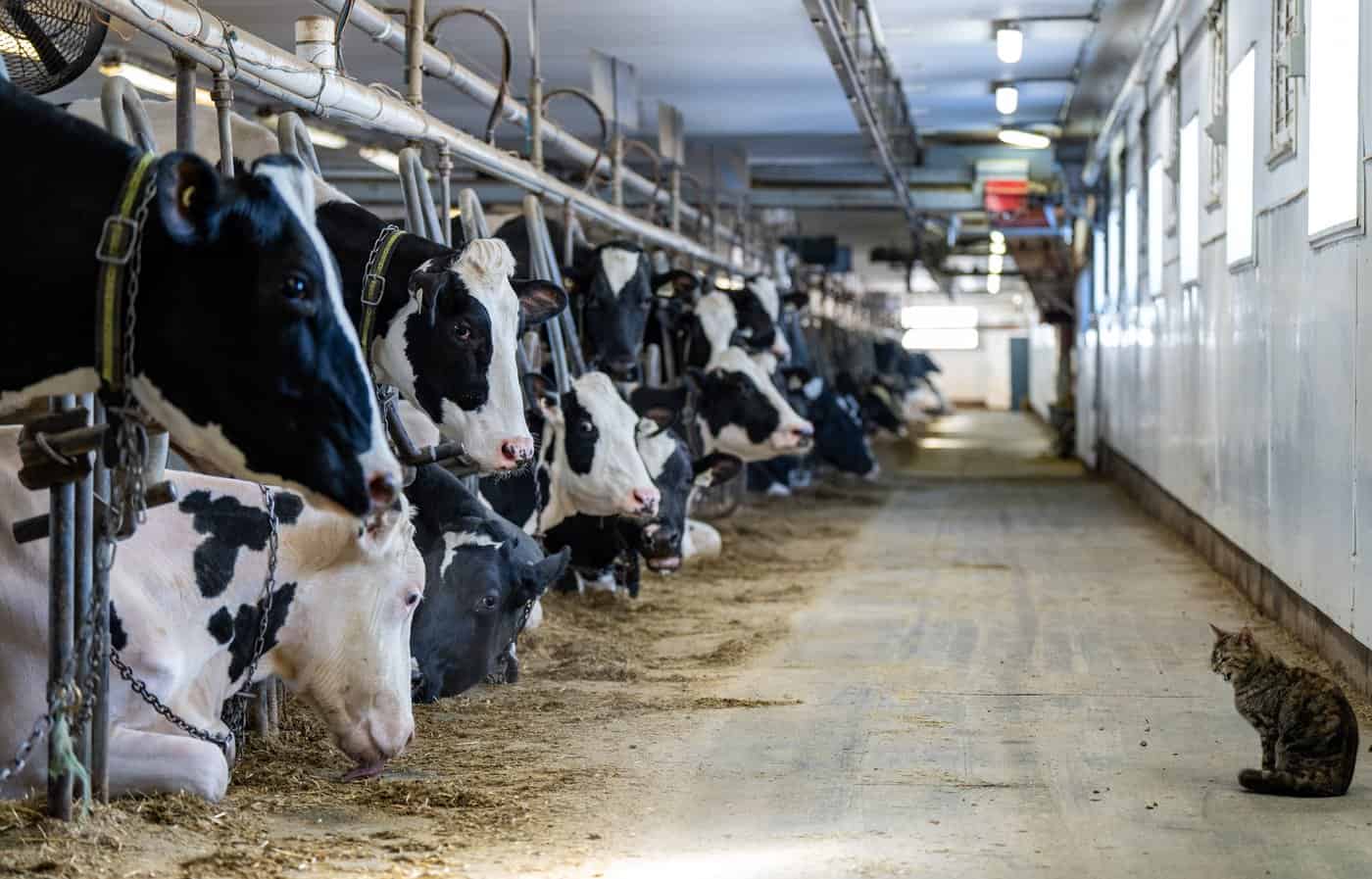canada u.s. dairy tariffs