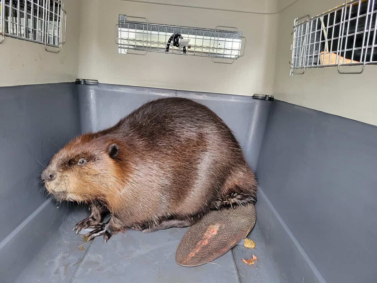 animal rescues mississauga