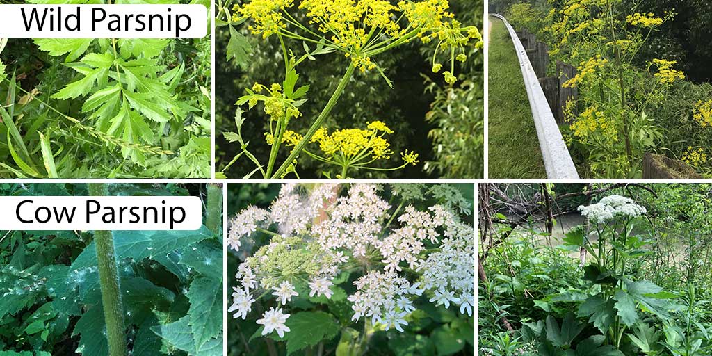 Wild Parsnip, Cow Parsnip