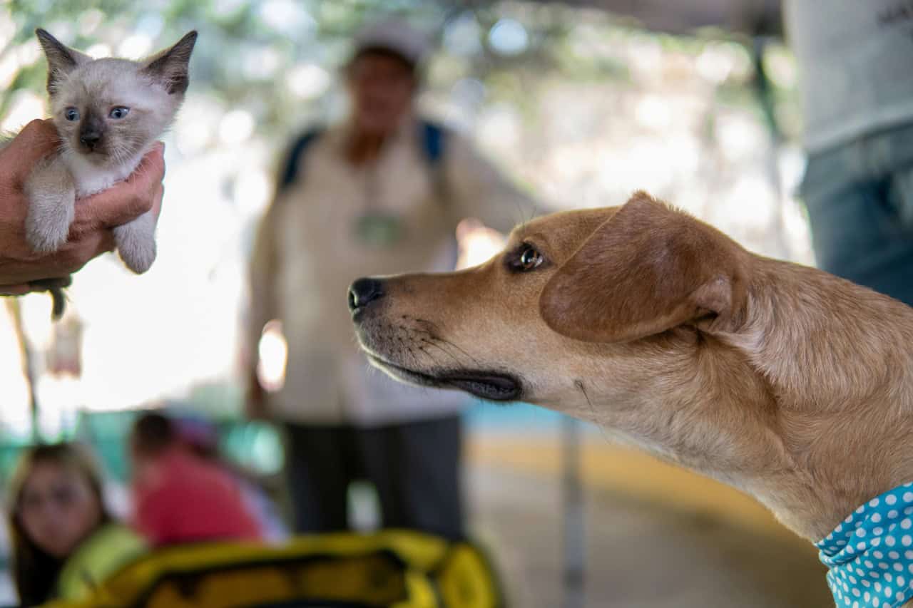 dogs and cats licensed in mississauga