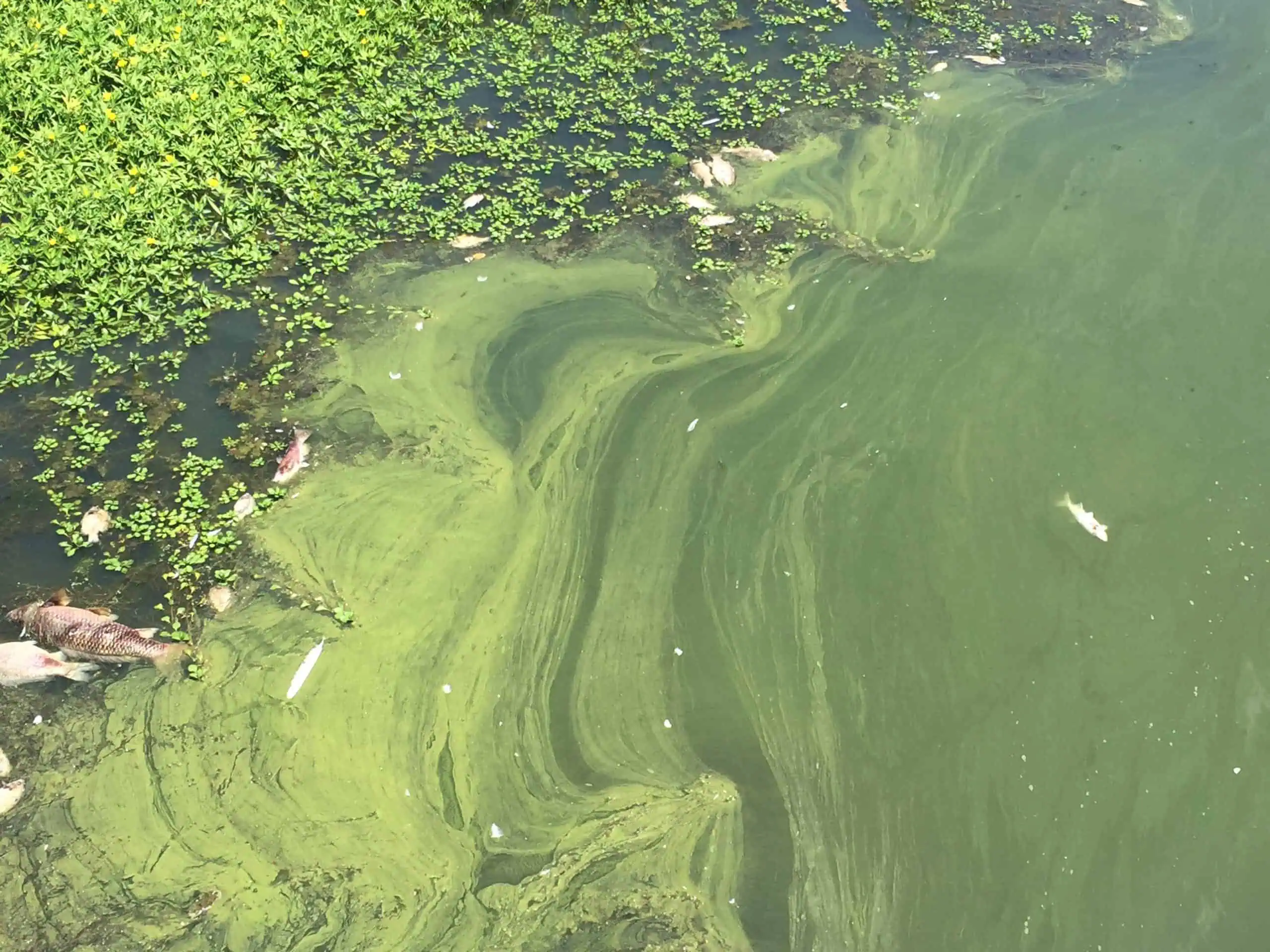 Blue-Green Algae Advisory issued for Lake Scugog