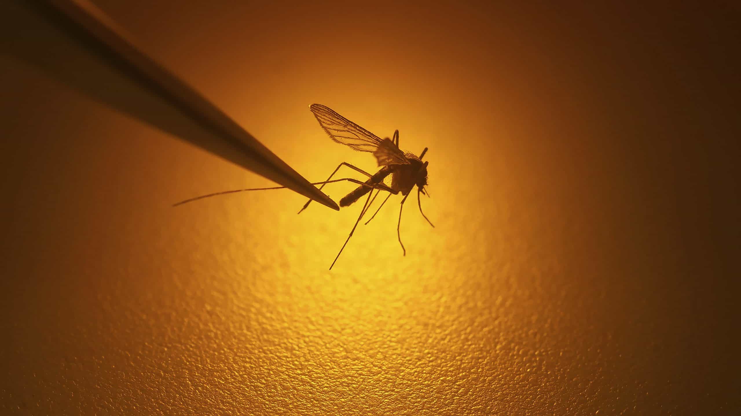 1st human case of West Nile virus in Canada this year confirmed in Ontario