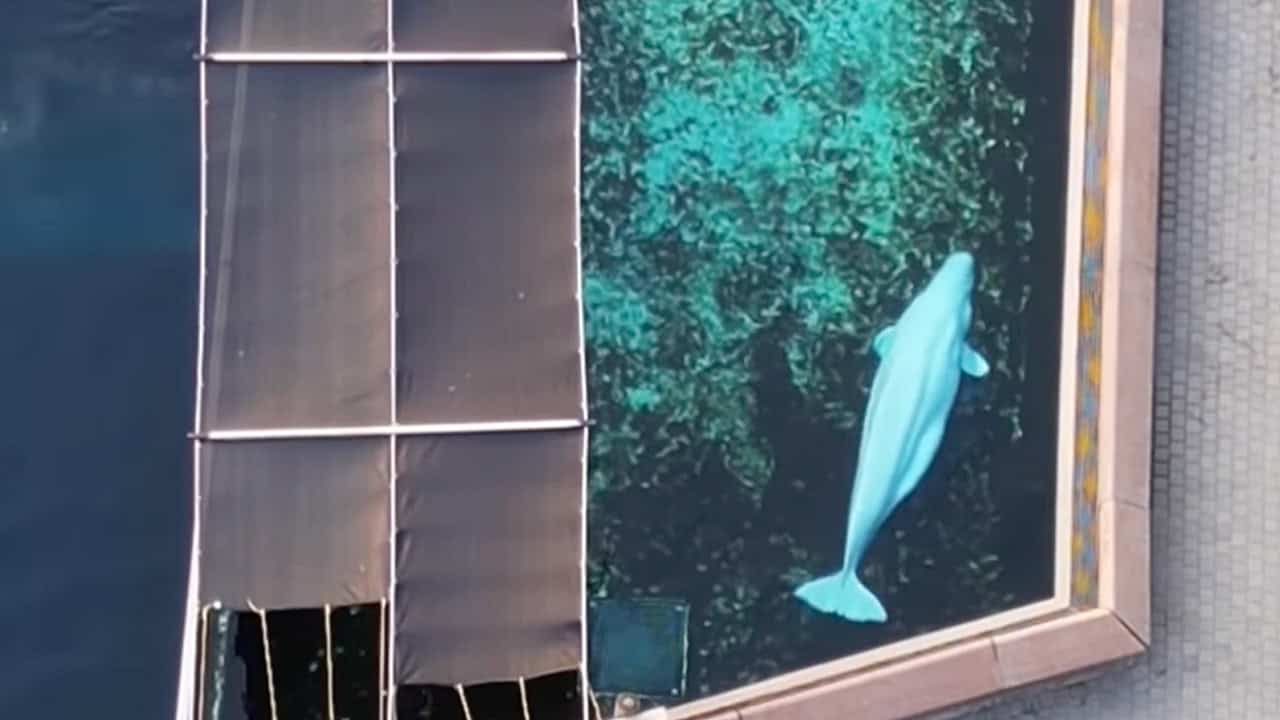 marineland complaint beluga