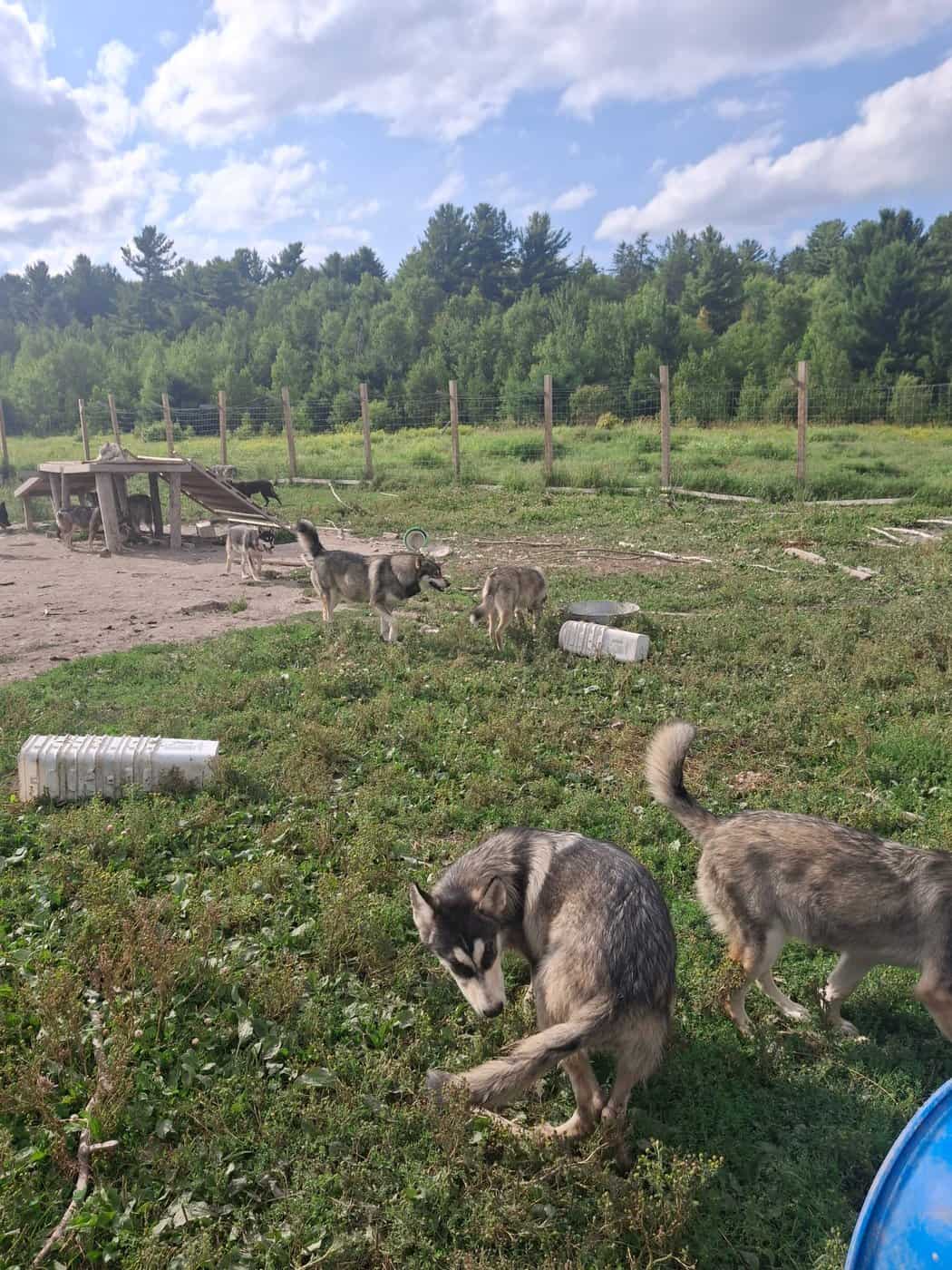 ontario wolf dogs