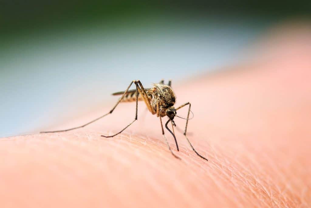 west nile virus update mississauga brampton