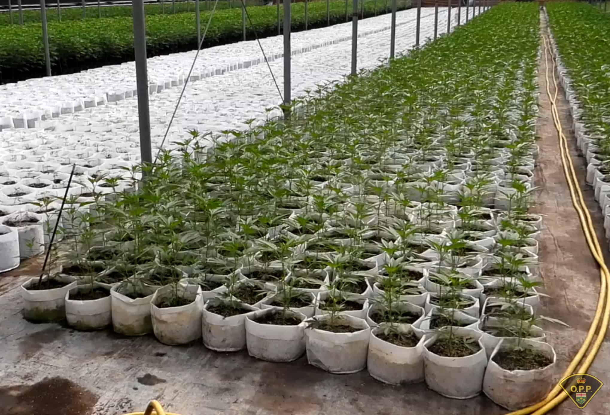 16 people charged, $55 million worth of cannabis seized in bust, OPP say