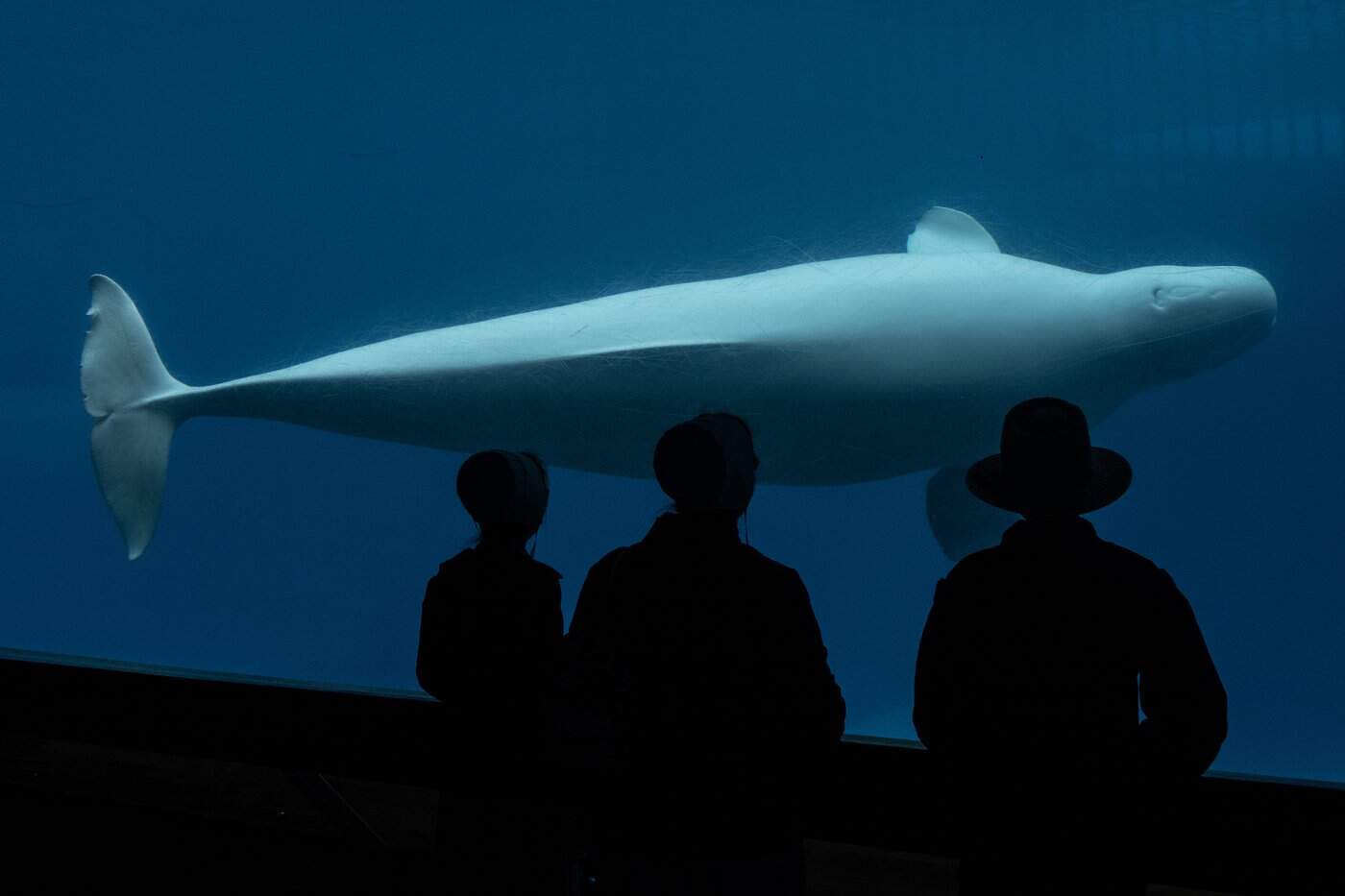 marineland bulga death doug ford