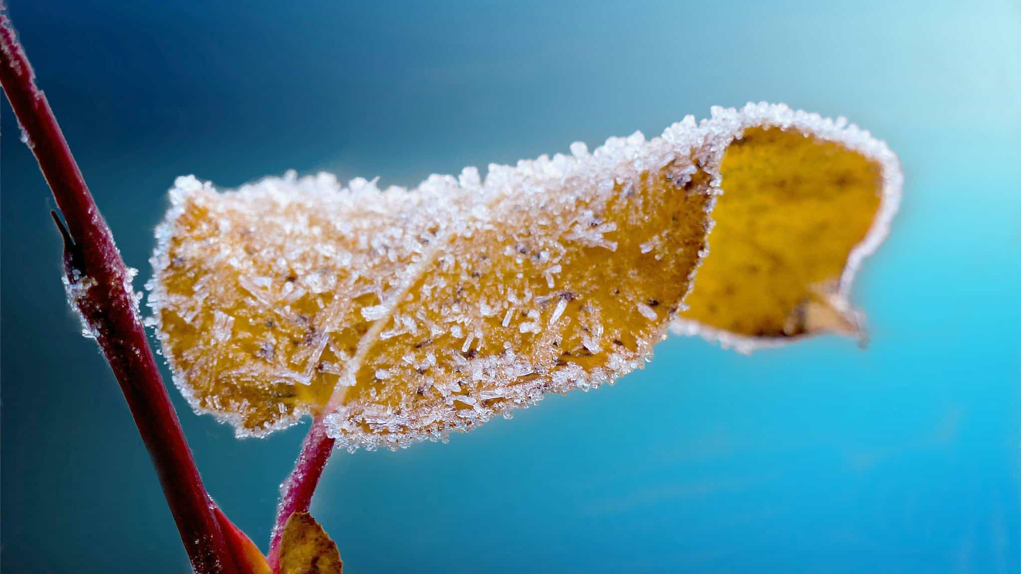 Frost warning issued across parts of Ontario as temperatures drop near freezing
