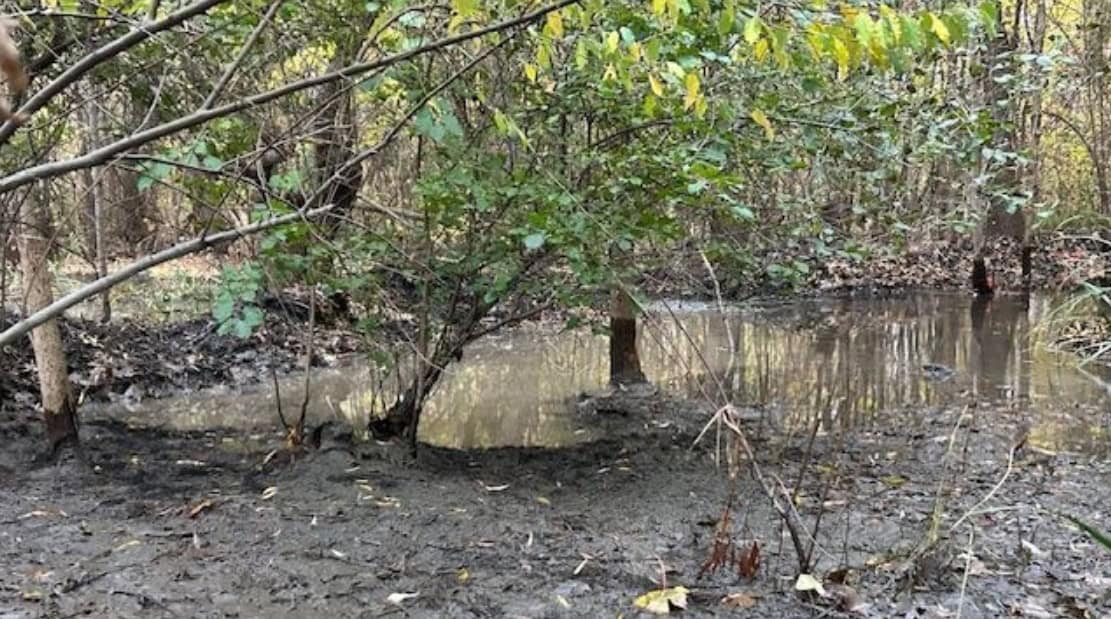 beaver dams cause stagnant water in mississauga.