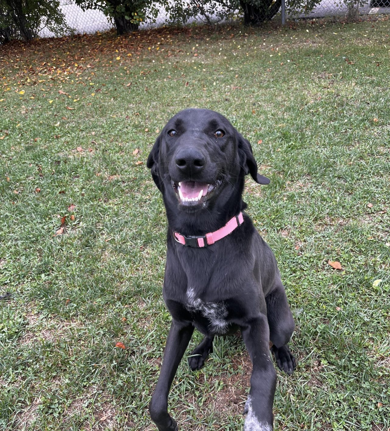 mississauga animal shelter needs help.
