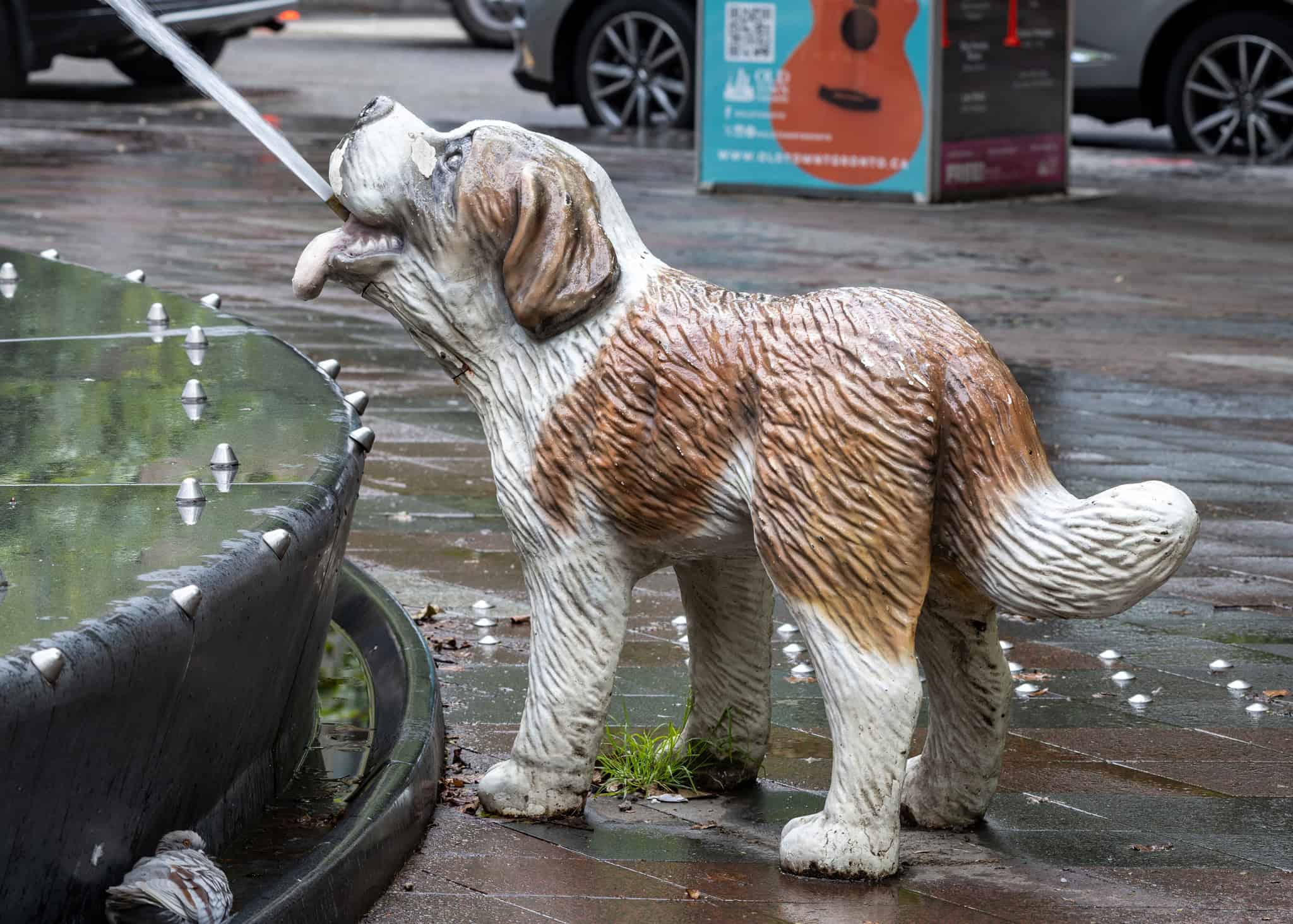 berczy dog fountain toronto refresh