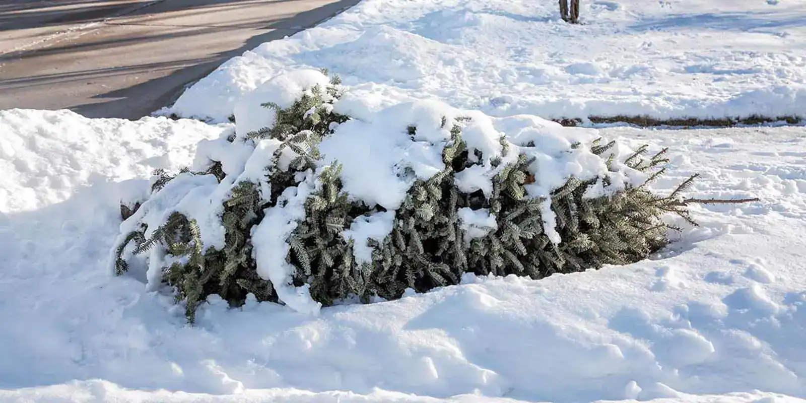 Discarded Christmas rees in Whitby to be used in creek restoration projects