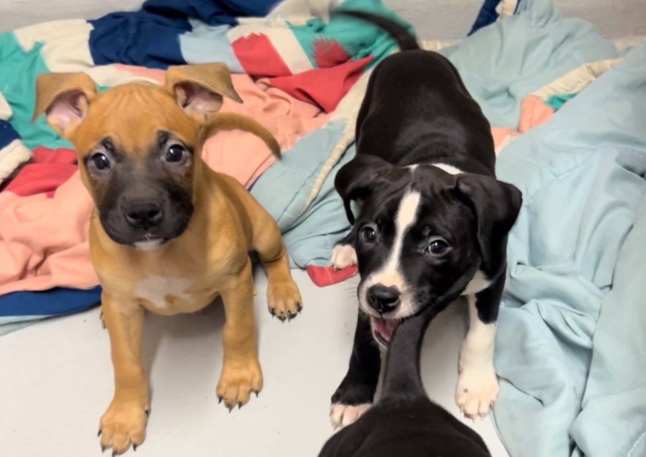 Puppies abandoned in Whitby
