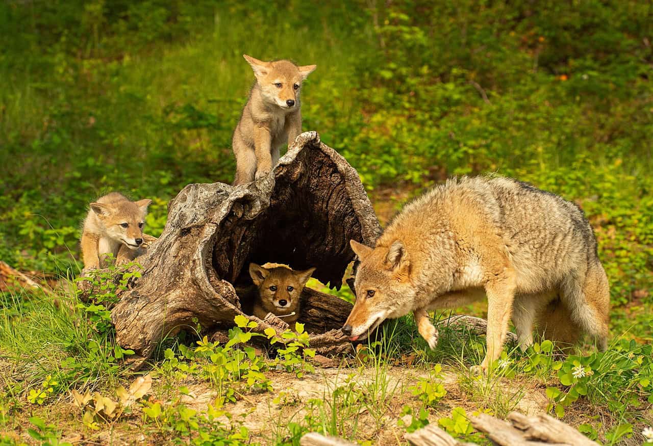 coyote mating season in mississauga.