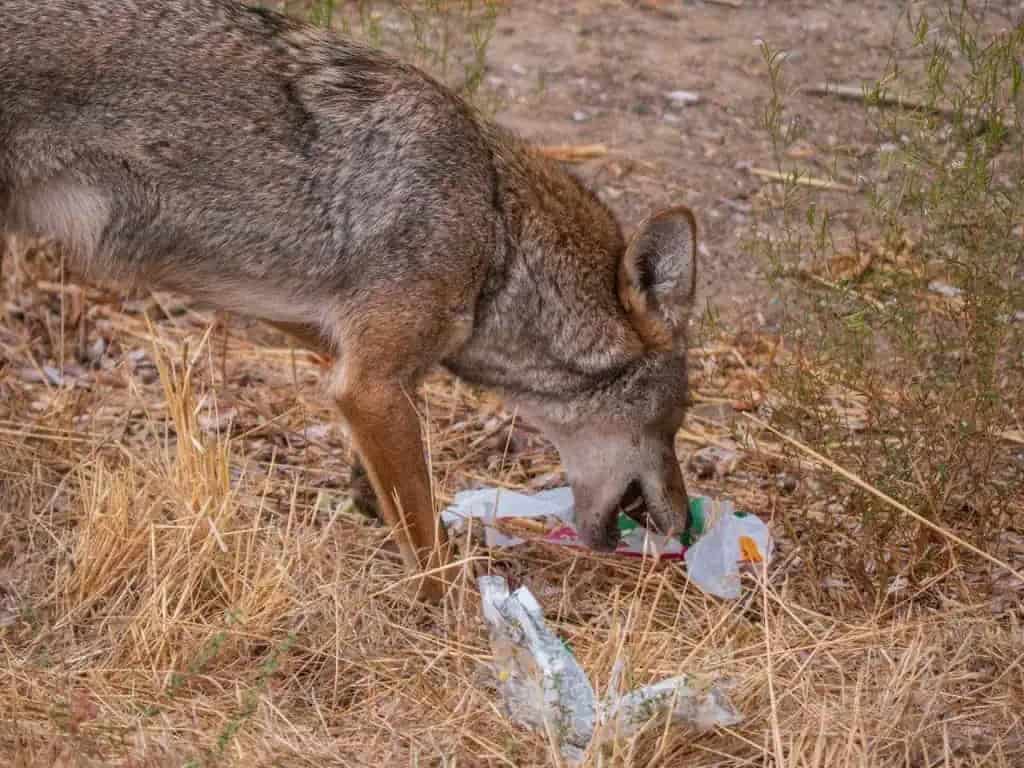 bunny the coyote spotted in mississauga and toronto.