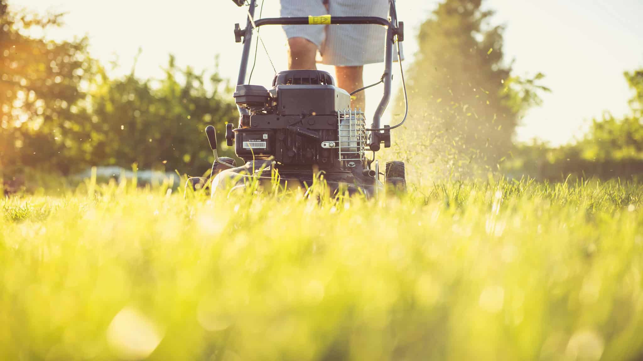 bylaw grass weeds mississauga
