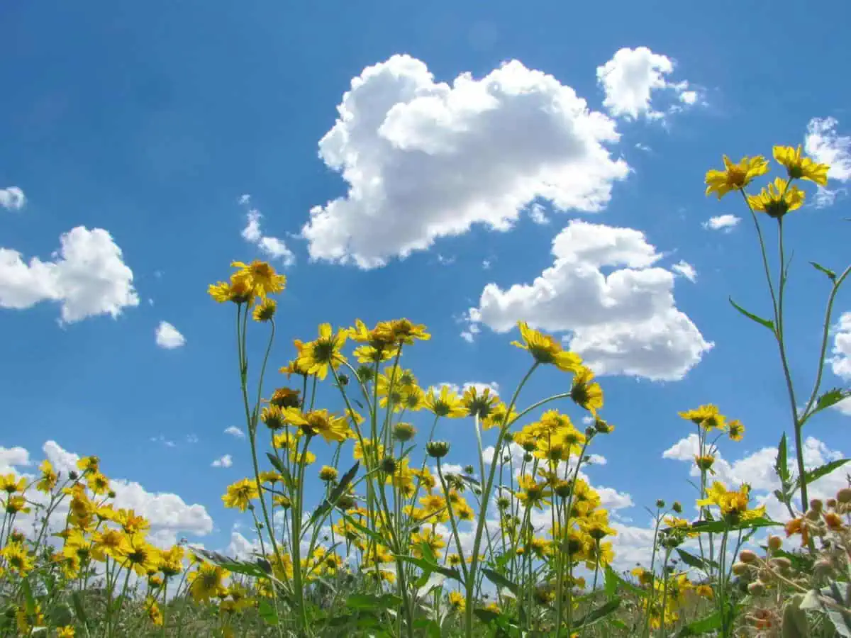 Sunny with temperatures up to 28c this week in southern Ontario