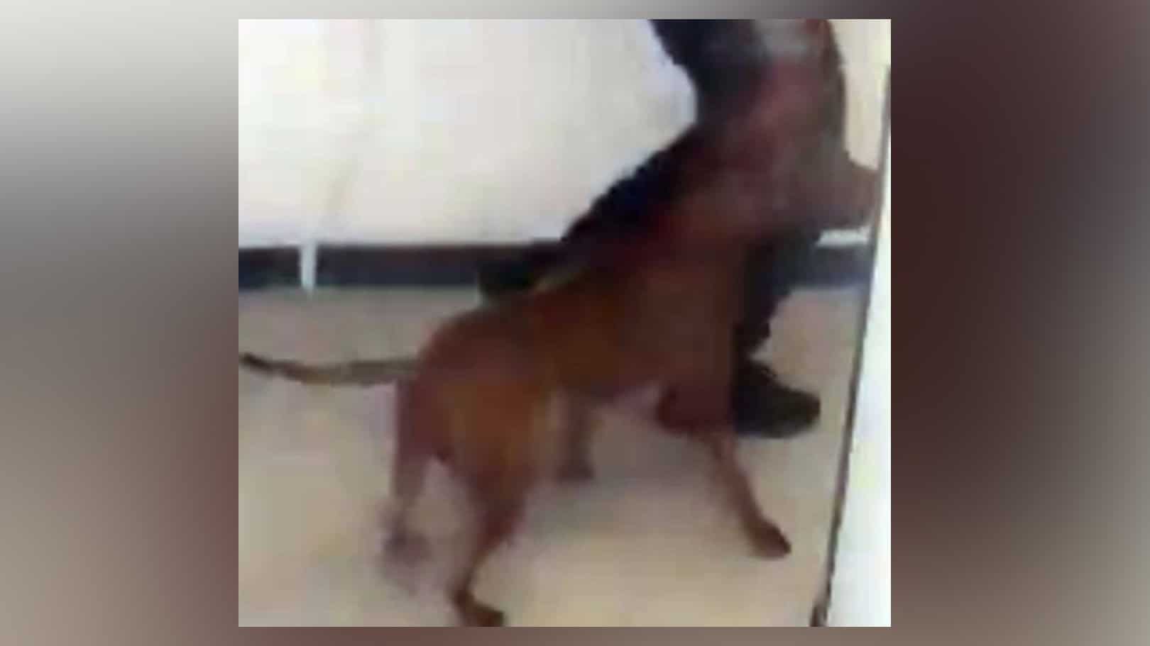 Warning issued after off-leash dog attacked person and killed small dog in Toronto