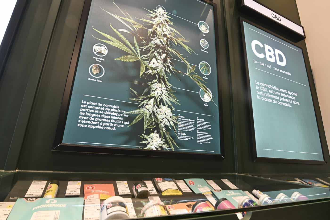 National cannabis lobby group suspends operations, citing black market