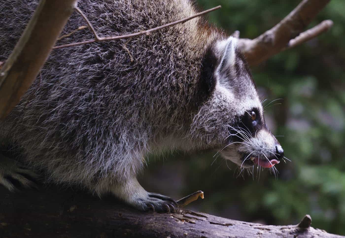 raccoon rabies outbreak quebec