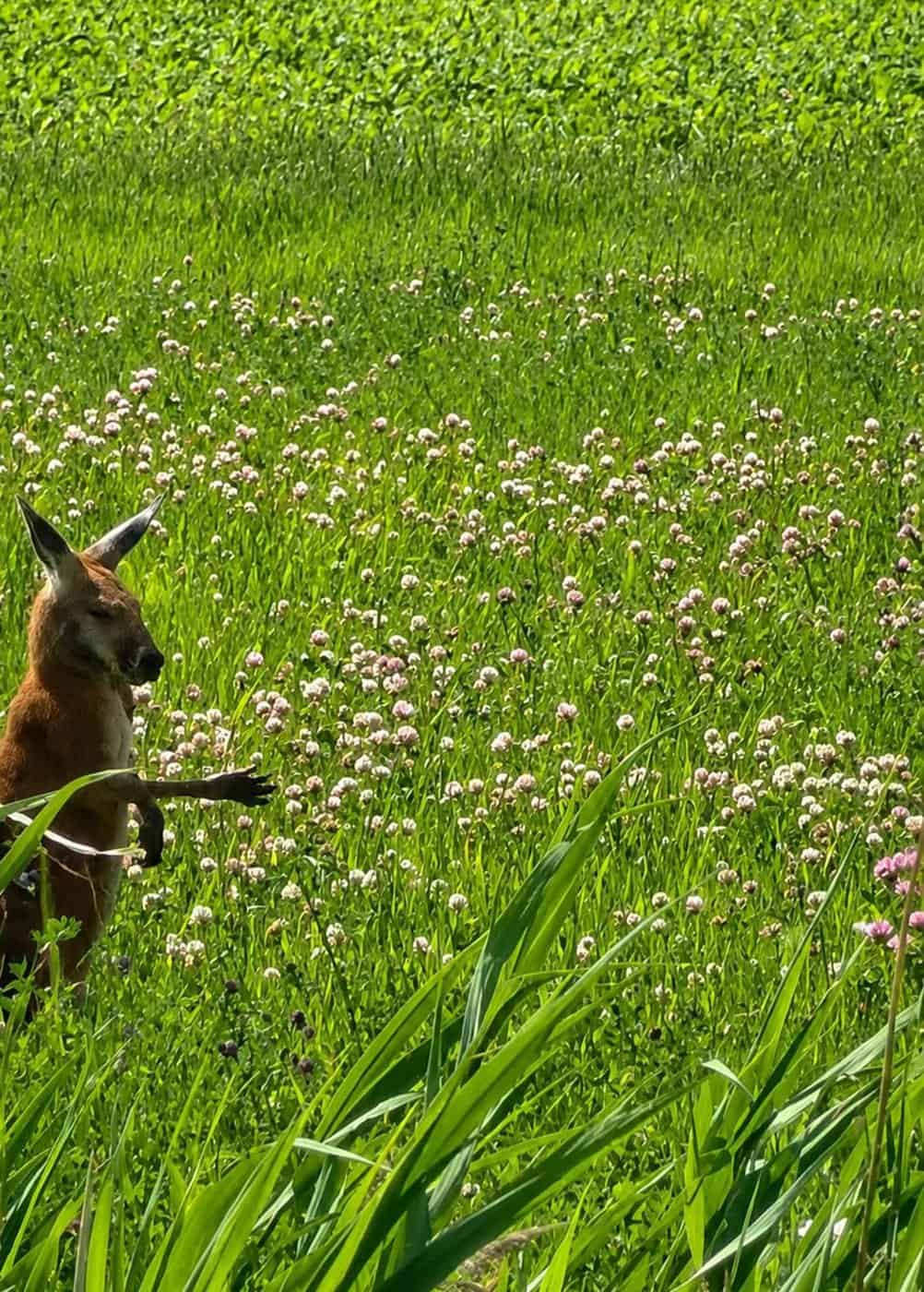 Red kangaroo doing well after capture on Montreal's South Shore, Quebec zoo says