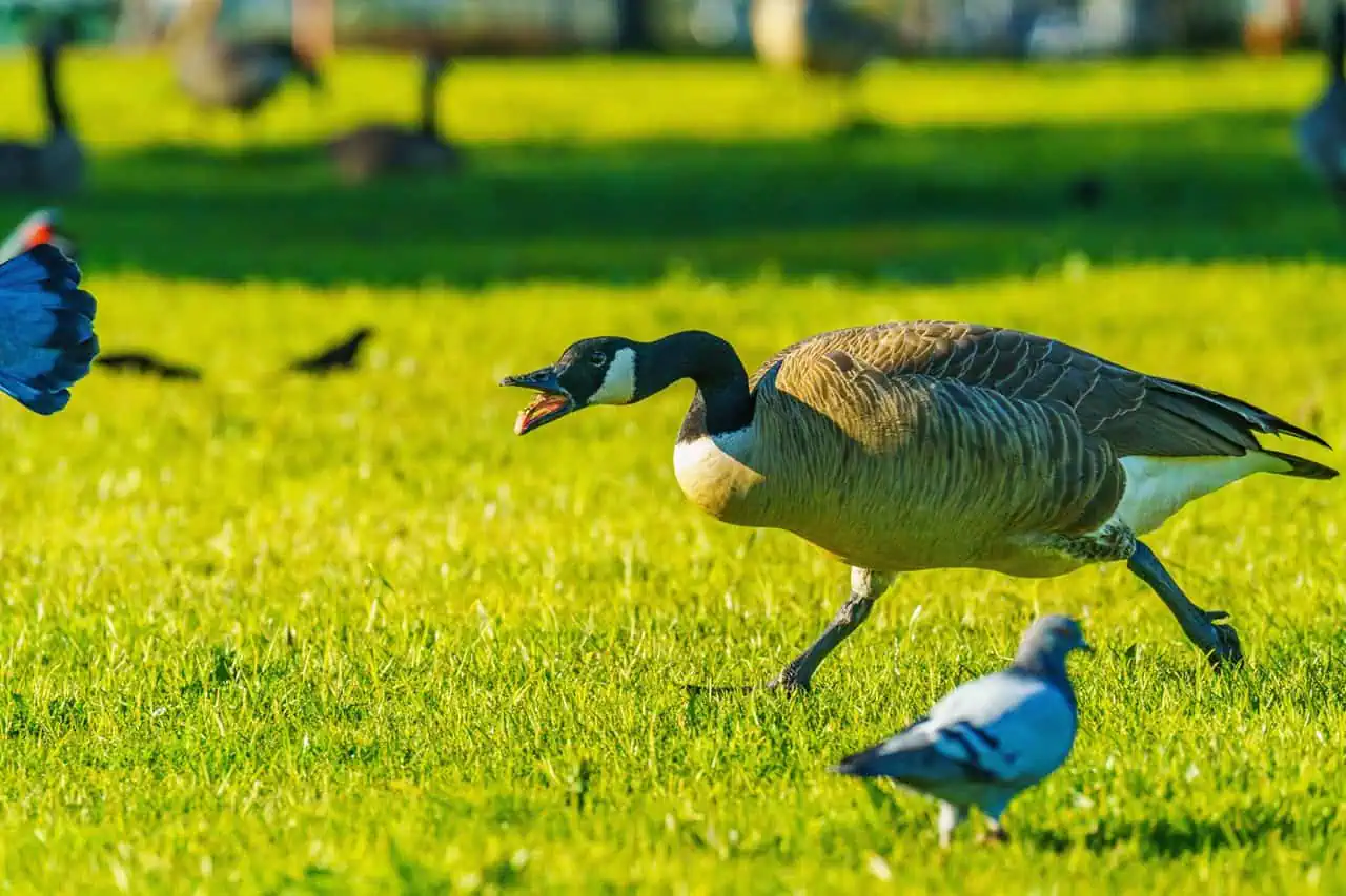 canada geese issues in mississauga june 2026.