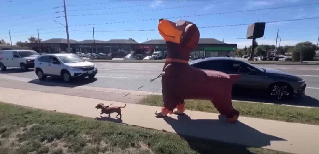 UndercoverDachshund and Mia on walkabout