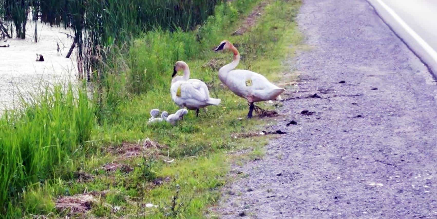 brampton roads wildlife killed conservation