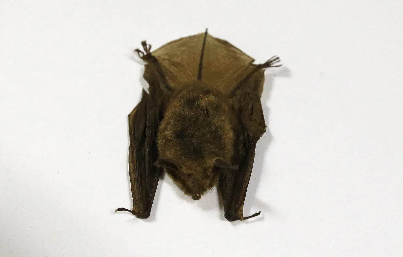 Child's rabies death prompts renewed warning about bat exposure in Canada