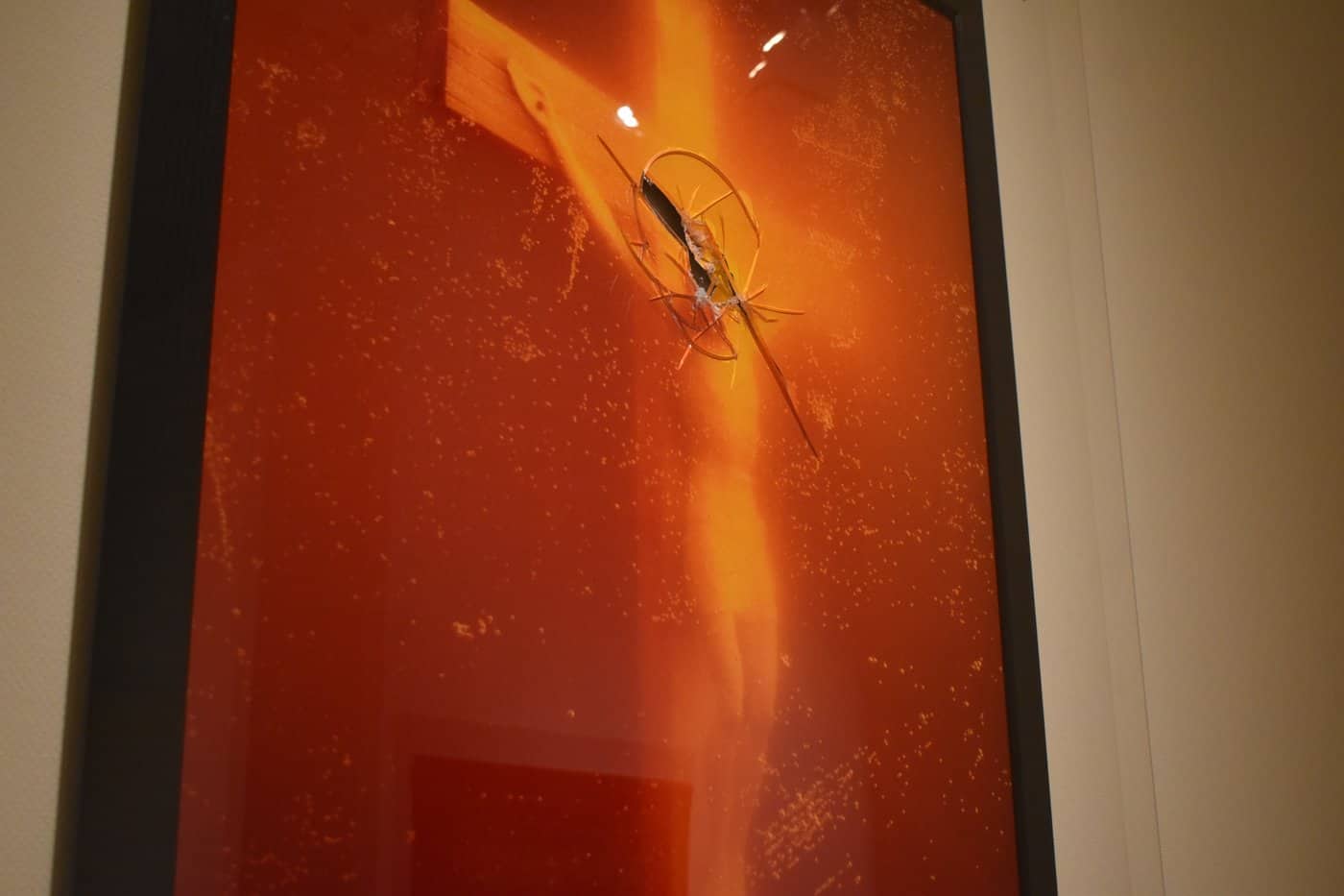 crucifix urine art canada