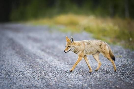 Police issue warning after child bit by coyote