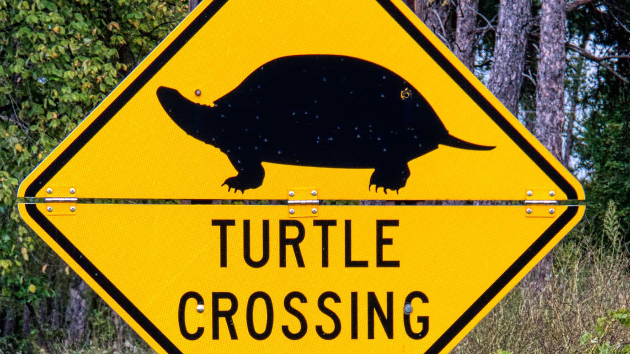 turtle crash highway 60 ontario
