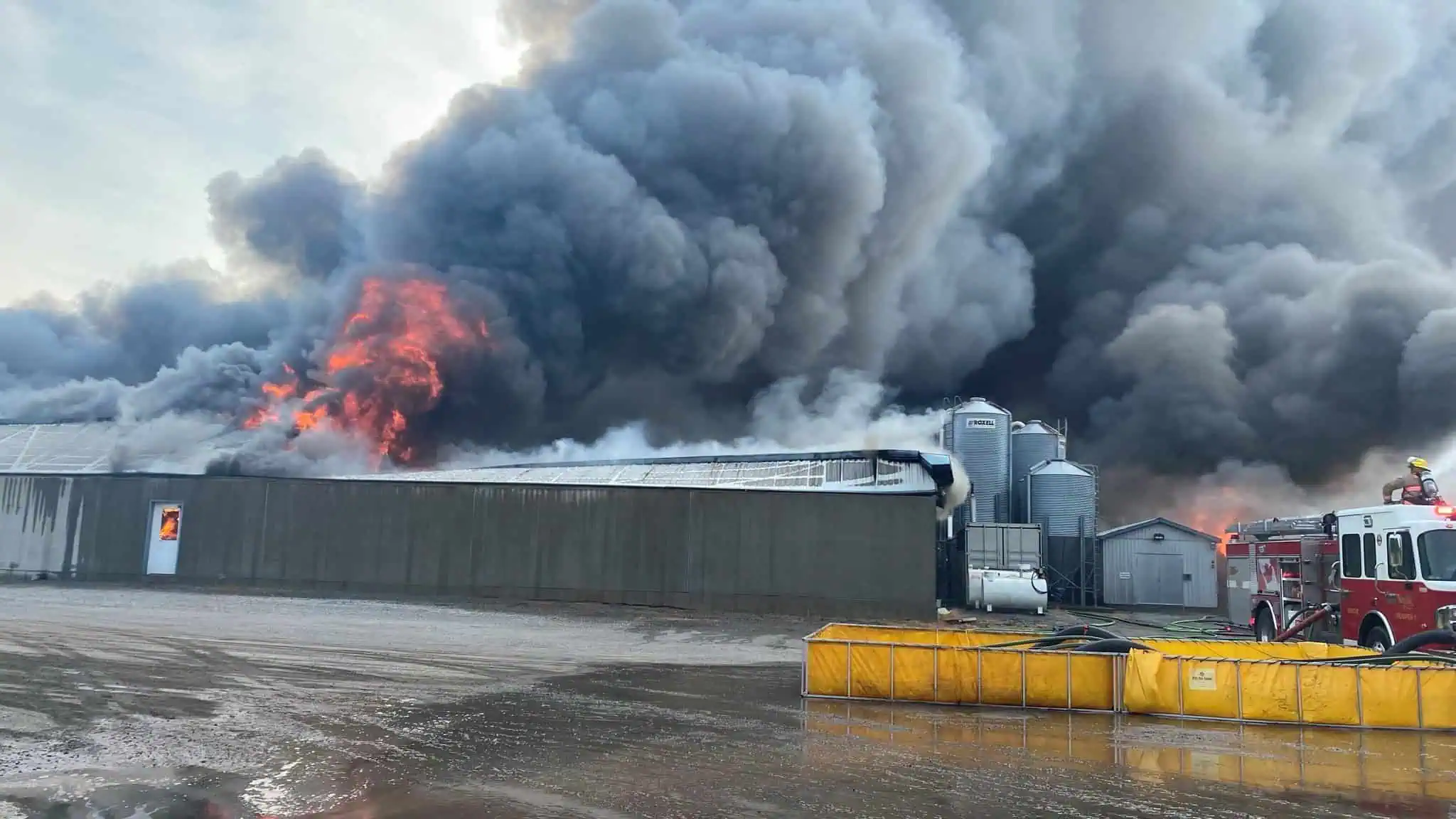 Massive fire kills 20,000 pigs in southern Ontario