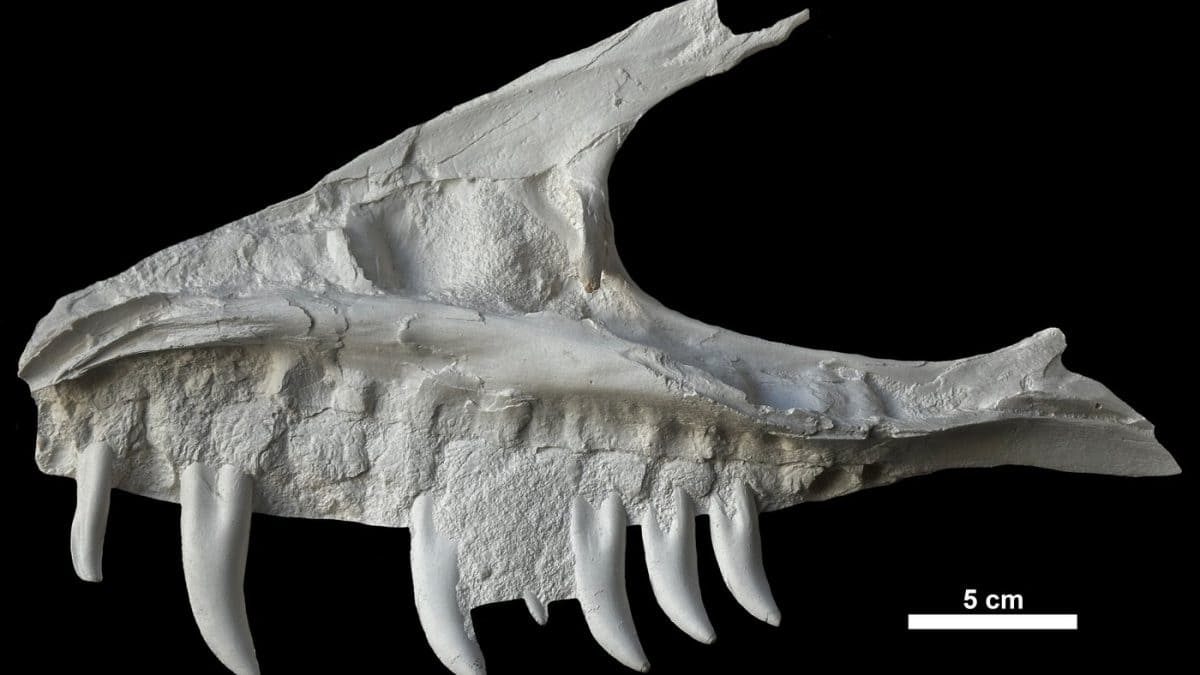 Remains of dinosaur skull found in B.C. campground belonged to T. rex 'great-uncle'