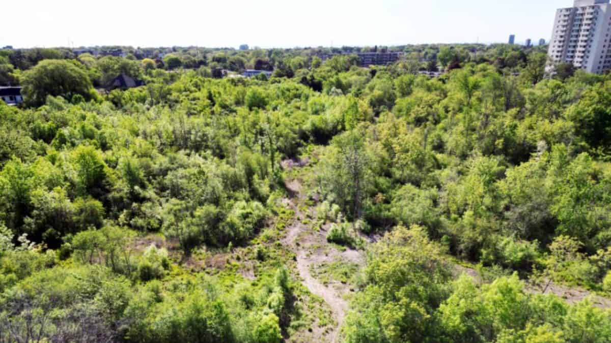 cooksville watershed kaneff habitat