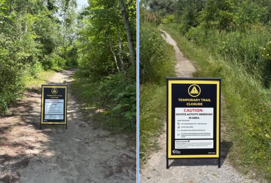 Trail at Whitby conservation area closed due to "increased coyote activity"